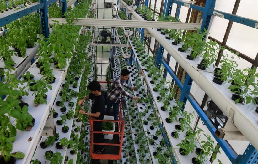 Pertanian Vertikal untuk Kebutuhan Hotel dan Kafe - Bagian 2