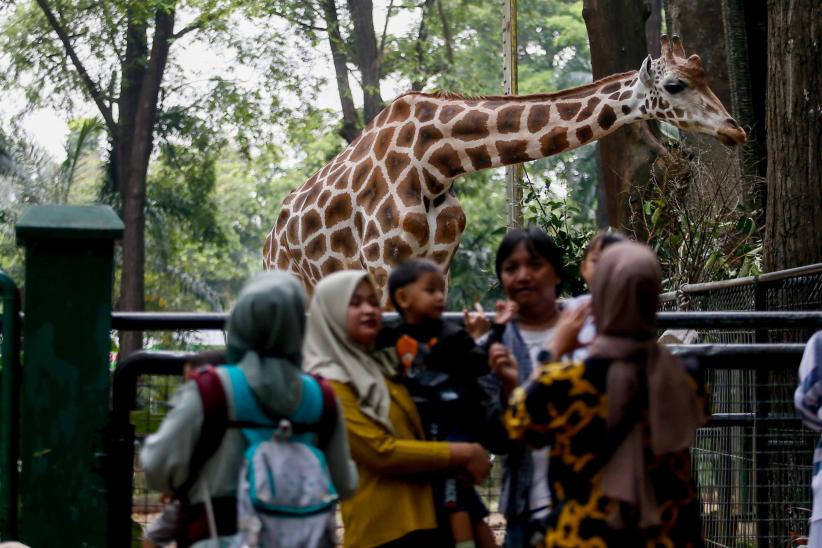 Libur Maulid Nabi, Wisatawan Kunjungi Taman Margasatwa Ragunan  - Bagian 1