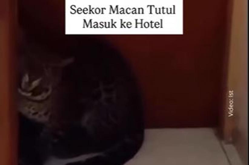 Geger! Macan Tutul Masuk Hotel di Bandung, Evakuasi Berlangsung Dramatis