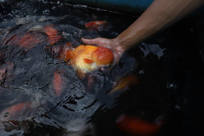 Mas Koki Indonesia Mendunia, Cerita Sukses dari Kolam Ko Renza - Bagian 1