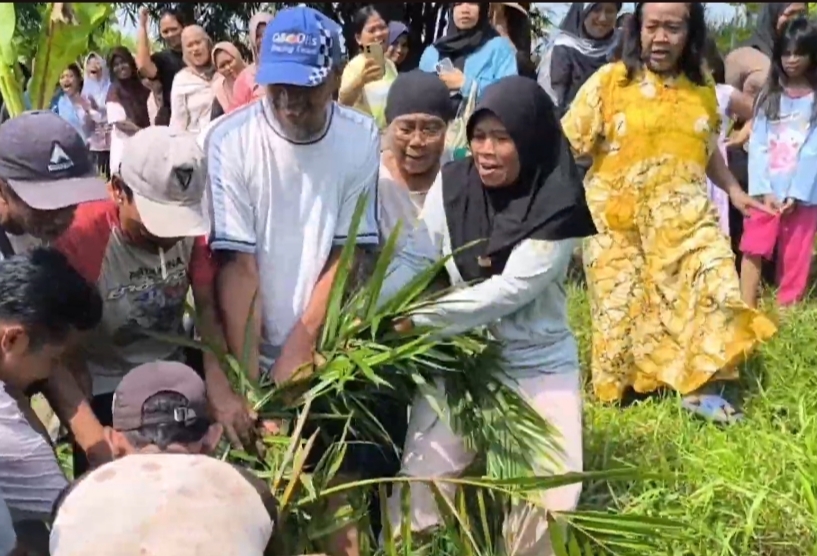 Emak-emak di Cirebon Cabuti Ribuan Bibit Kelapa Sawit Ilegal, Ini Penyebabnya