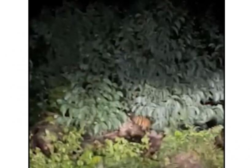 Geger! 3 Harimau Sumatra Berkeliaran di Pelalawan, Warga Diminta Waspada