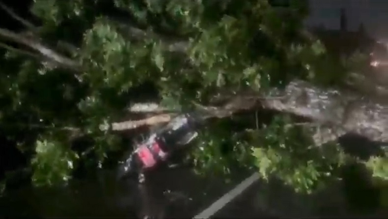 6 Pohon Tumbang Diterjang Angin Kencang di Jember, 2 Orang Luka Tertimpa