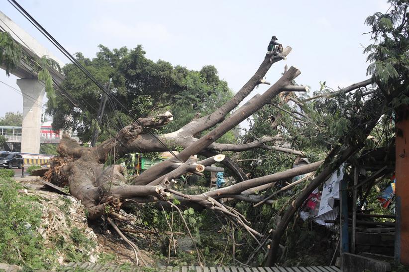 Pohon Tumbang Timpa Warung di Rawamangun - Bagian 2