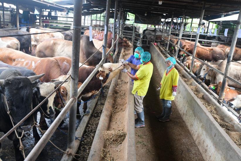 Pemeriksaan Kesehatan Hewan Kurban Diperketat Jelang Iduladha - Bagian 3