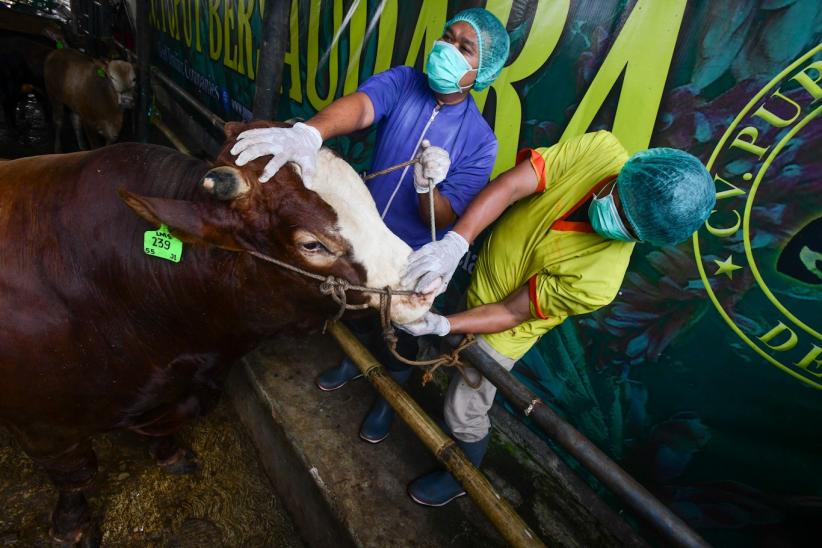 Pemeriksaan Kesehatan Hewan Kurban Diperketat Jelang Iduladha - Bagian 2