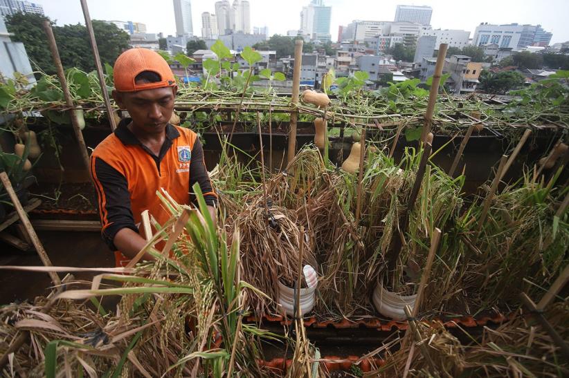 Atap Gedung Kelurahan Disulap Jadi Area Pertanian - Bagian 2