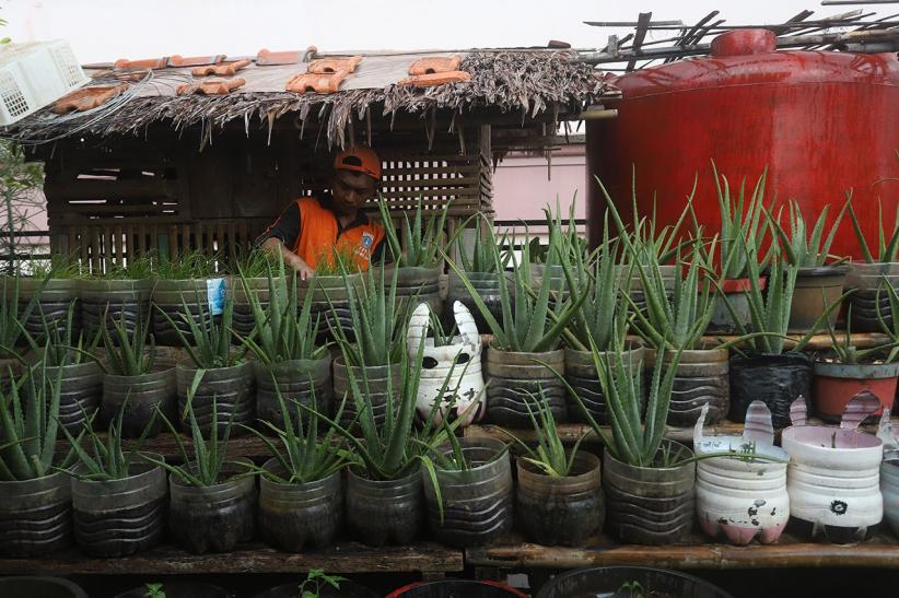 Atap Gedung Kelurahan Disulap Jadi Area Pertanian - Bagian 4