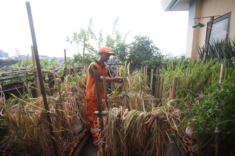Atap Gedung Kelurahan Disulap Jadi Area Pertanian - Bagian 5