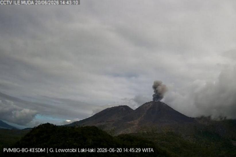 Gunung Lewotobi Laki-laki Erupsi, Muntahkan Abu Vulkanis Setinggi 600 Meter
