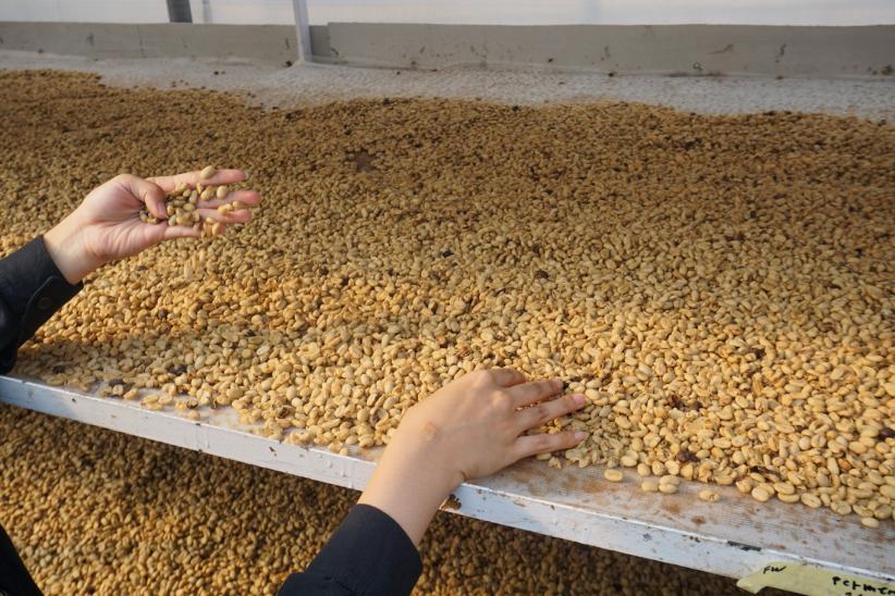 Dari Perut Bumi Kamojang, Kopi Arabika Menembus Pasar Asia dan Eropa - Bagian 3