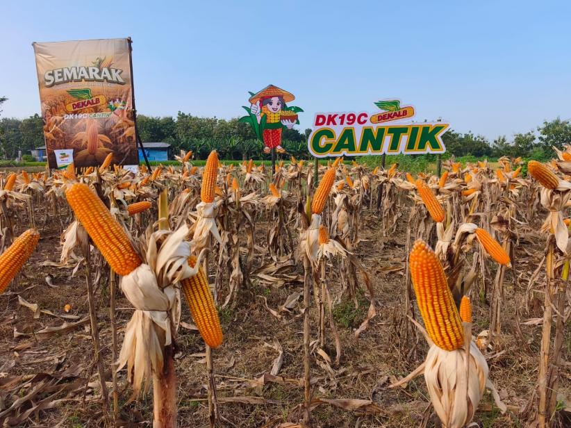 Potret Petani Ponorogo Jawa Timur Panen Jagung - Bagian 2