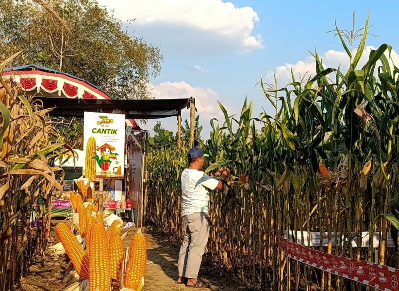Potret Petani Ponorogo Jawa Timur Panen Jagung - Bagian 1