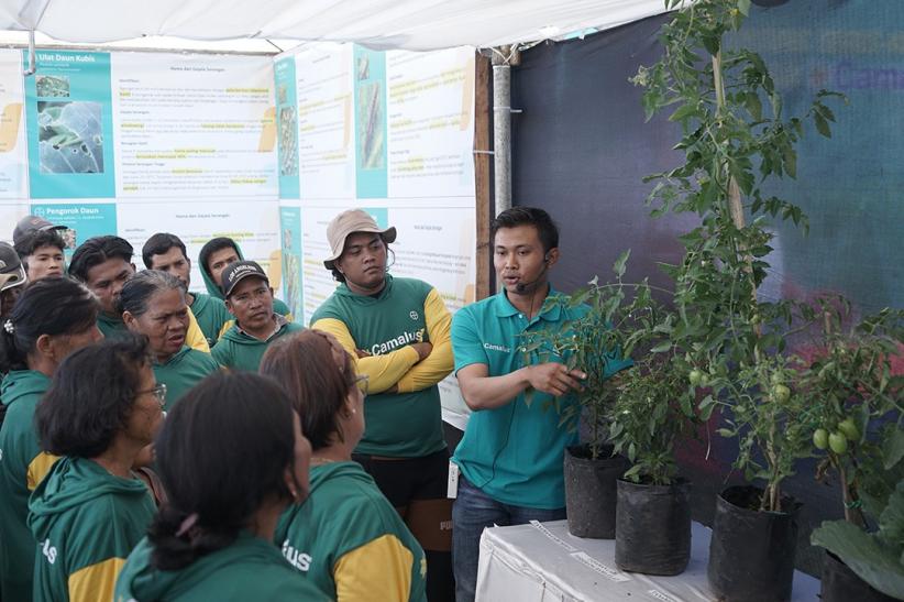 Teknologi Insektisida Bermekanisme Ganda Diperkenalkan di Lahan Demplot Hortikultura - Bagian 2