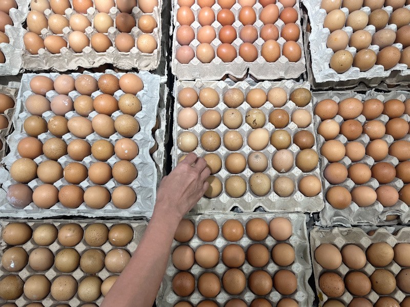 Pemerintah Tetapkan Harga Telur Ayam Rp24.000 di Tingkat Peternak - Bagian 2
