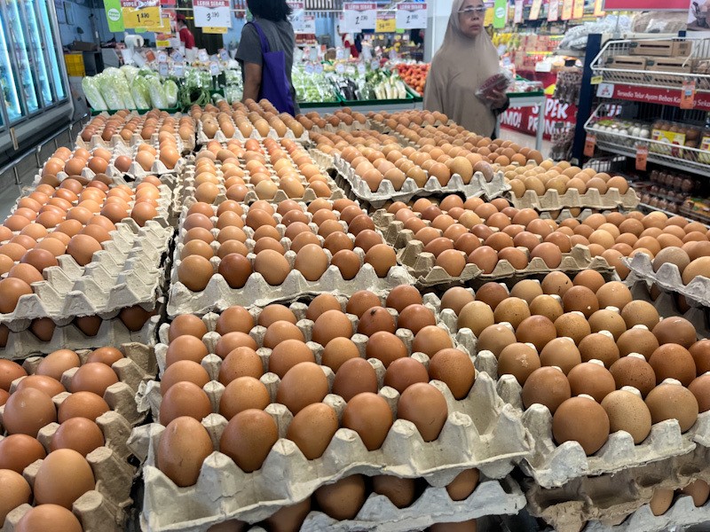 Pemerintah Tetapkan Harga Telur Ayam Rp24.000 di Tingkat Peternak - Bagian 4