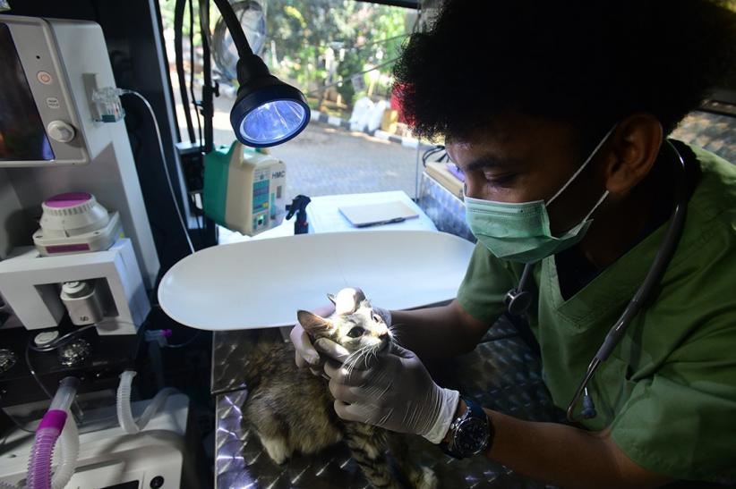 Mobil Klinik Hewan Keliling Jakarta Beri Pelayanan Sterilisasi hingga USG - Bagian 1