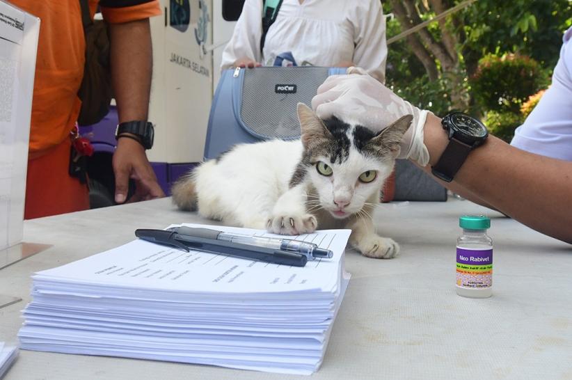 Mobil Klinik Hewan Keliling Jakarta Beri Pelayanan Sterilisasi hingga USG - Bagian 4