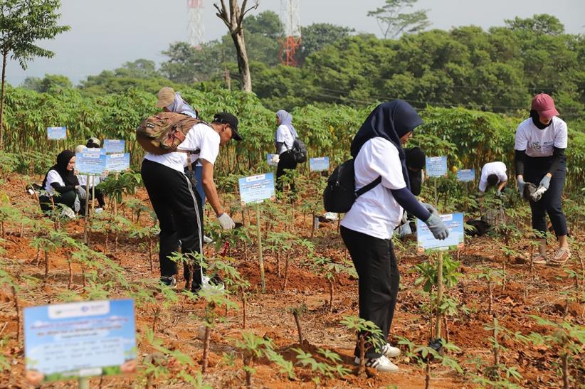 Puluhan Karyawan dan Pengemudi Bluebird Tanam Pohon Alpukat di Hambalang - Bagian 5