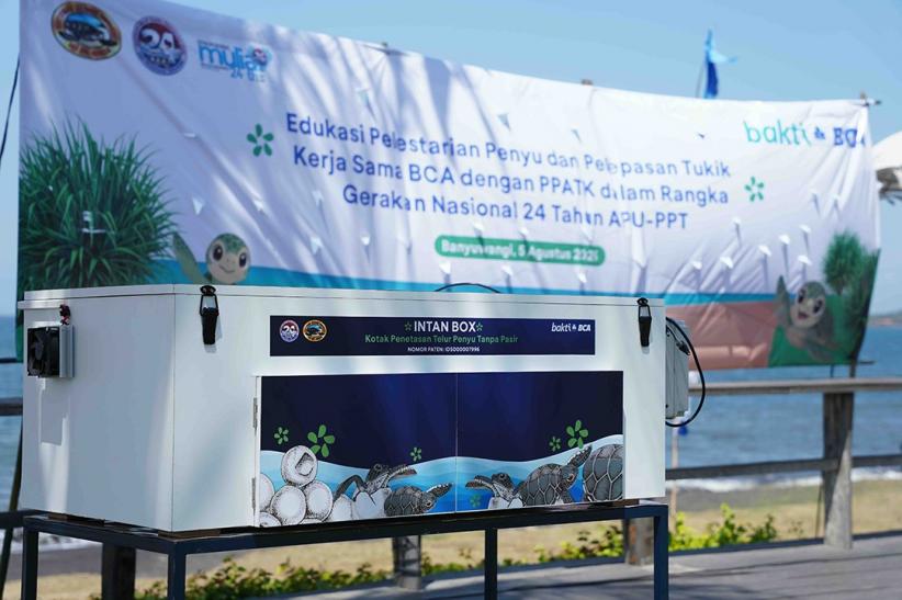 1.300 Tukik Dilepasliarkan untuk Jaga Kelestarian Penyu di Banyuwangi - Bagian 3
