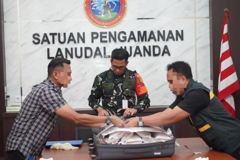 TNI AL Gagalkan Penyelundupan 30.789 Benih Lobster di Bandara Juanda - Bagian 4