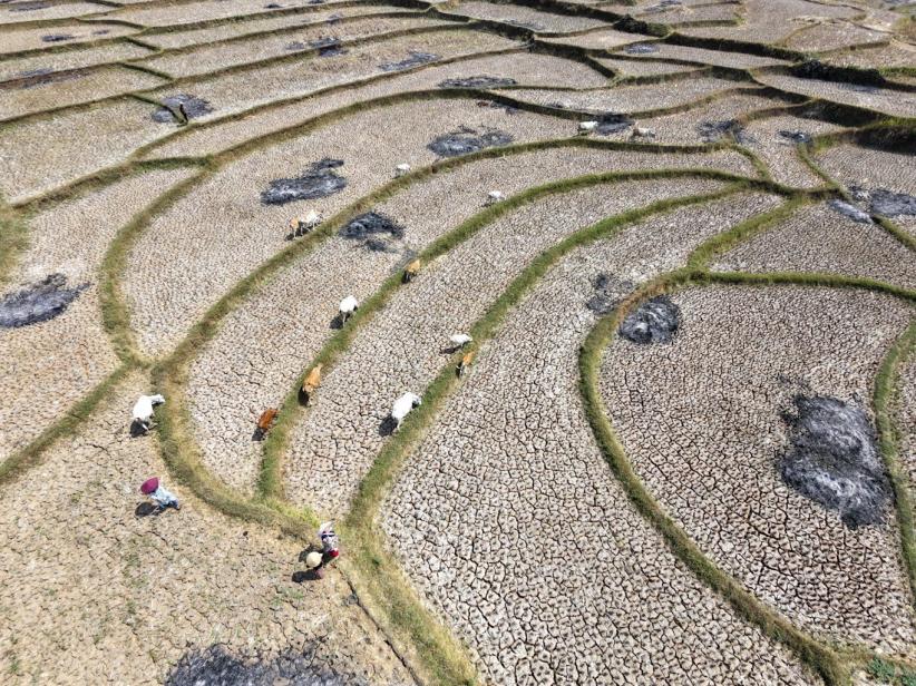 Imbas El Nino di Jawa Barat, Sawah Retak Panen Petani Terhenti - Bagian 1