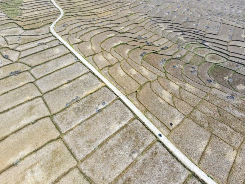 Imbas El Nino di Jawa Barat, Sawah Retak Panen Petani Terhenti - Bagian 3