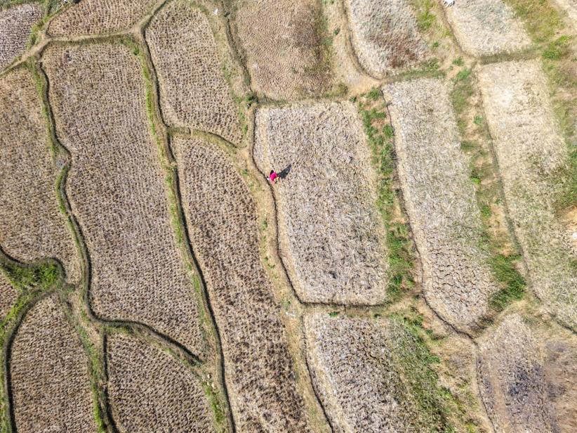 Imbas El Nino di Jawa Barat, Sawah Retak Panen Petani Terhenti - Bagian 4