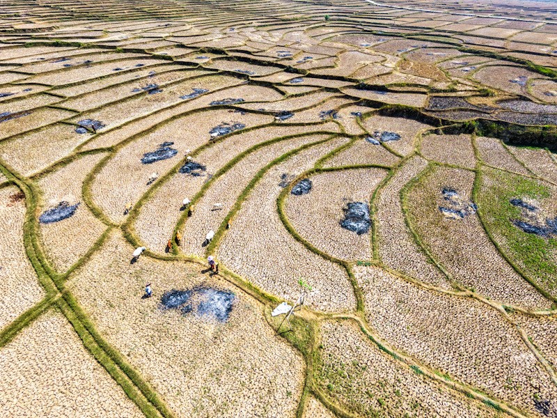 Imbas El Nino di Jawa Barat, Sawah Retak Panen Petani Terhenti - Bagian 2