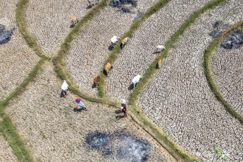 Imbas El Nino di Jawa Barat, Sawah Retak Panen Petani Terhenti - Bagian 5