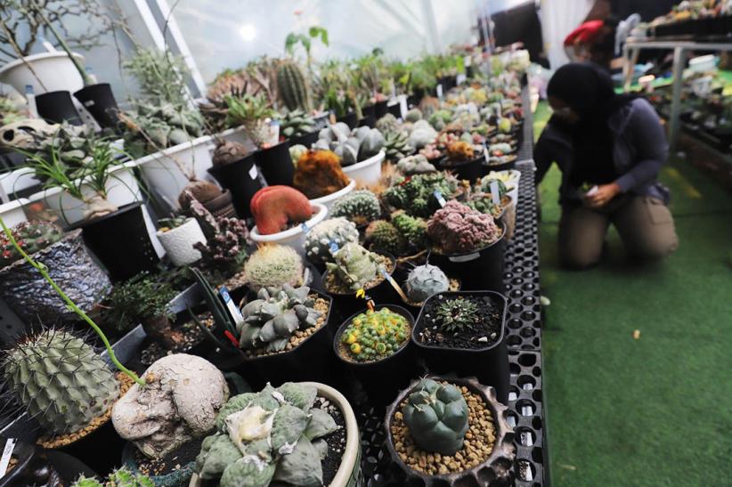 Pameran Flona 2026 Tampilkan Ragam Tanaman dan Hewan di Lapangan Banteng - Bagian 3