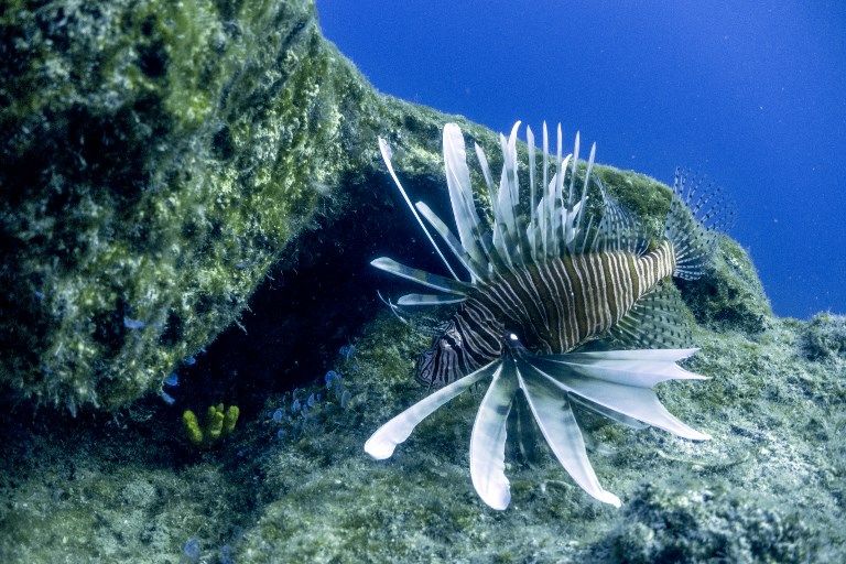 Ilmuwan Berburu Lionfish untuk Selamatkan Spesies Ikan Laut - Bagian 1