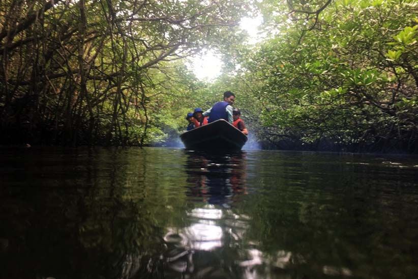 Jelajah Hutan Bakau Pulau Bintan - Bagian 1