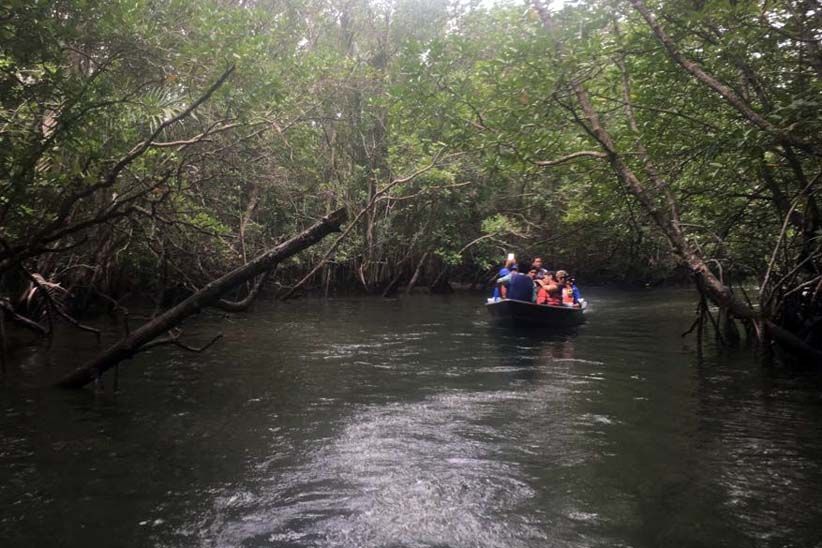 Jelajah Hutan Bakau Pulau Bintan - Bagian 5