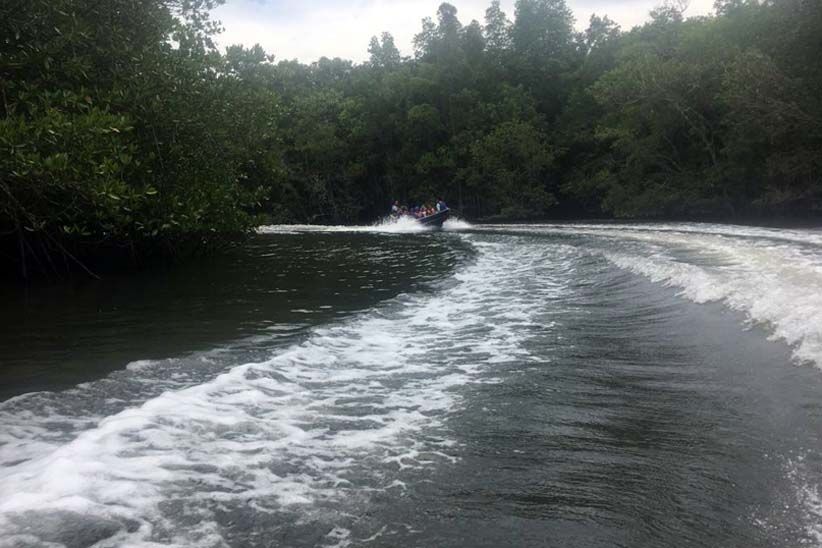 Jelajah Hutan Bakau Pulau Bintan - Bagian 2
