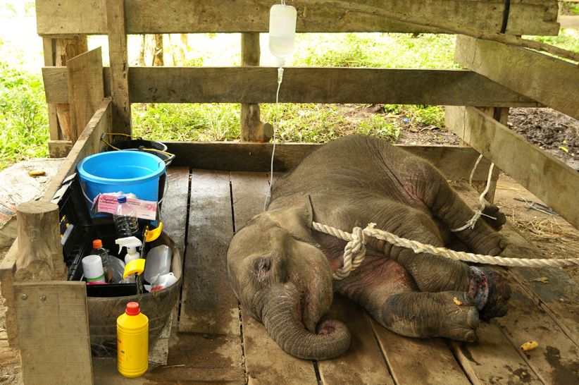 BKSDA Aceh Selamatkan Anak Gajah Terjerat Kawat Pemburu Hewan Liar - Bagian 2