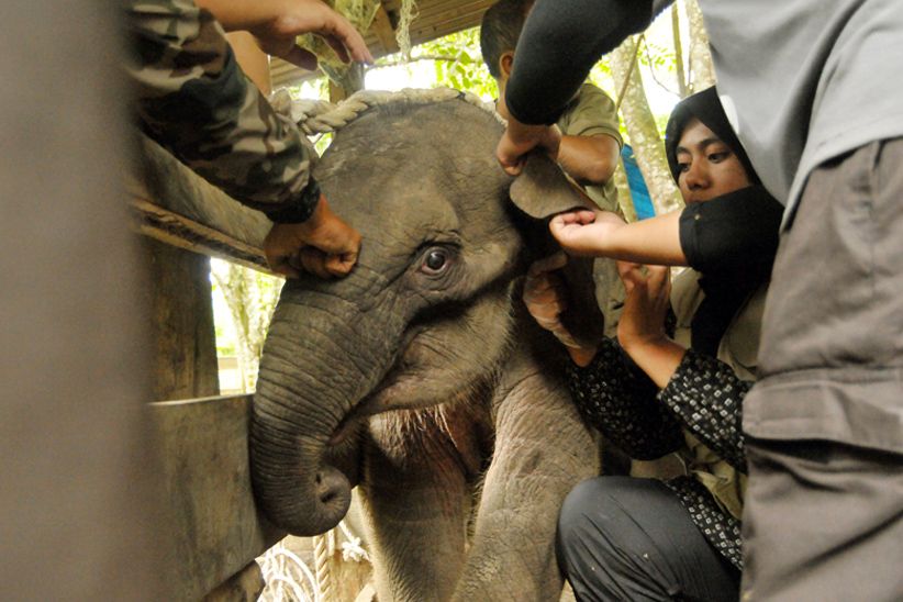BKSDA Aceh Selamatkan Anak Gajah Terjerat Kawat Pemburu Hewan Liar - Bagian 1