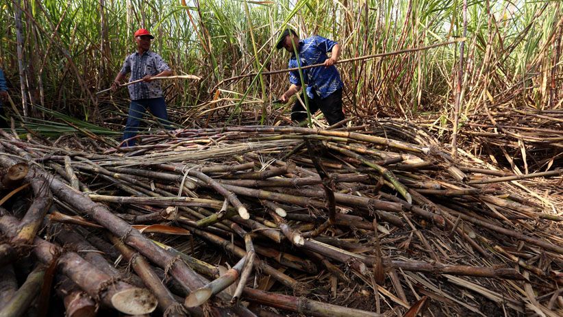 PTPN X Tebang Perdana Tebu Varietas Bulubawang Program T-200 - Bagian 4