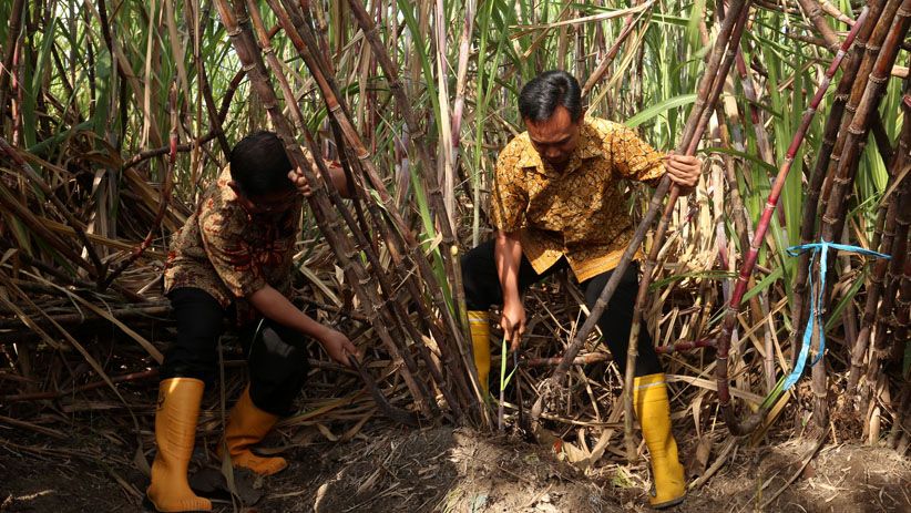 PTPN X Tebang Perdana Tebu Varietas Bulubawang Program T-200 - Bagian 1