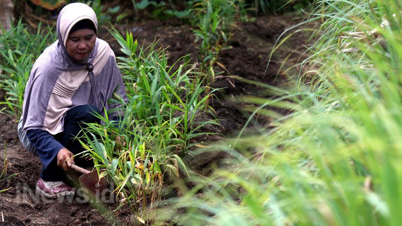 Kelompok Perempuan Dumai Tanam dan Olah Jahe Merah di Lahan Gambut - Bagian 6
