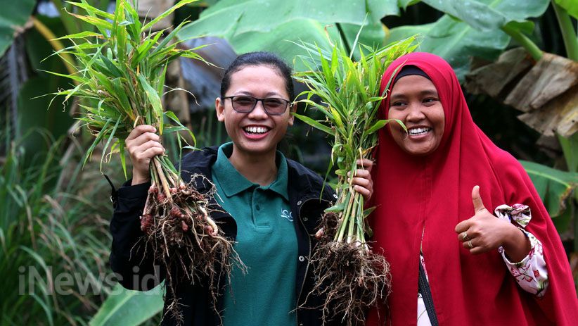 Kelompok Perempuan Dumai Tanam dan Olah Jahe Merah di Lahan Gambut - Bagian 2