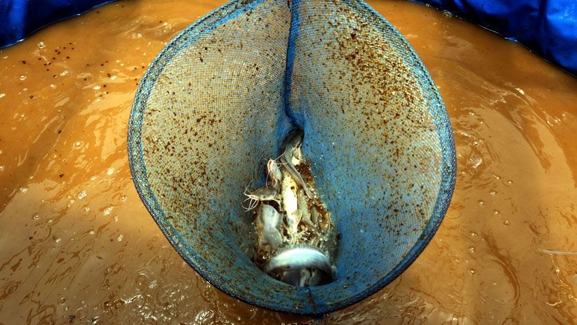 Perempuan-Perempuan Ini Budidaya Lele di Kolam Ikan Biofoloc - Bagian 4