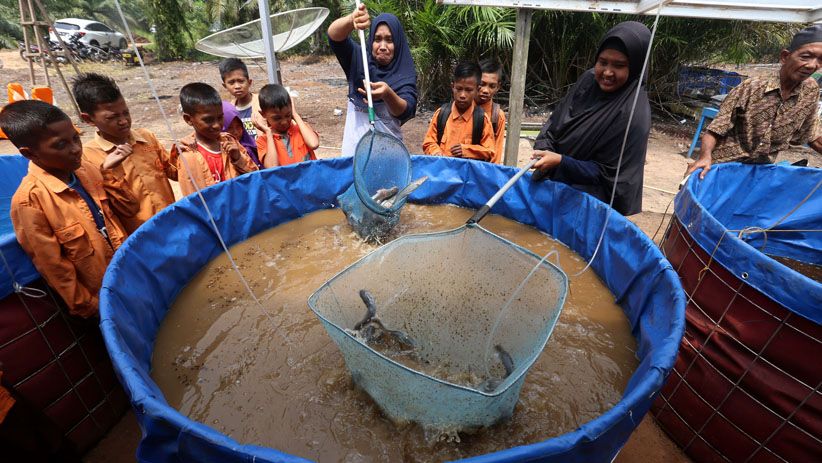 Perempuan-Perempuan Ini Budidaya Lele di Kolam Ikan Biofoloc - Bagian 2