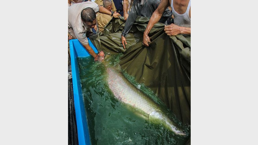 Ikan Arapaima Berukuran 2 Meter Milik Warga Disita DKP Provinsi Riau - Bagian 2