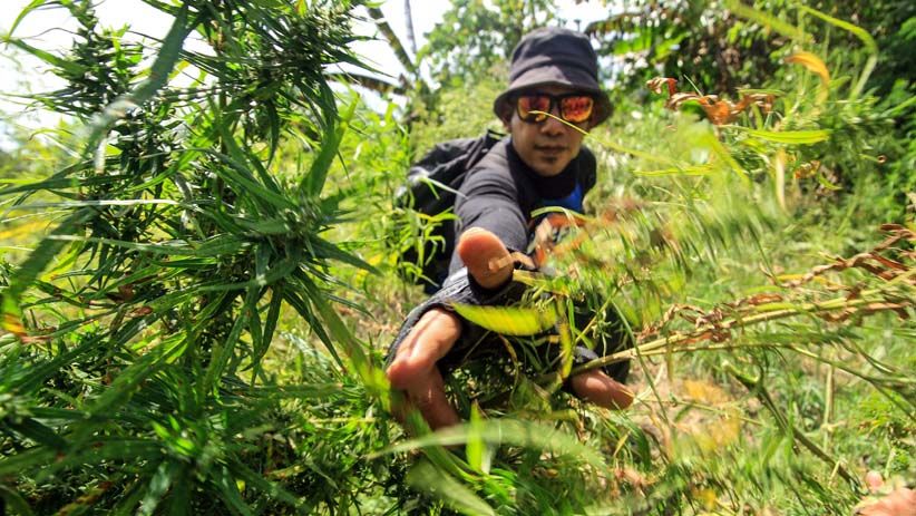 Polisi Musnahkan 4 Hektare Ladang Ganja Siap Panen - Bagian 4