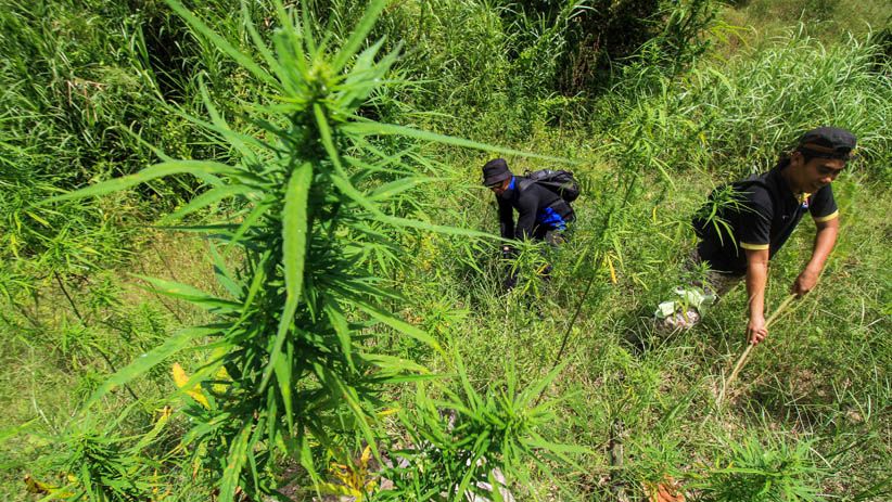 Polisi Musnahkan 4 Hektare Ladang Ganja Siap Panen - Bagian 3