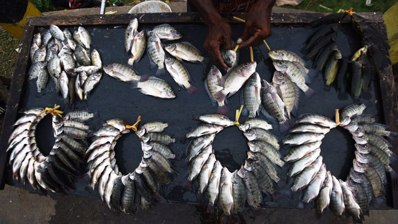 Rawa-Rawa Jadi Perumahan, Habitat Ikan Air Tawar Berkurang  - Bagian 2