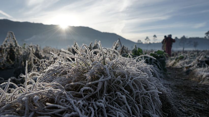 Foto Indahnya Pemandangan Kebun Sayur Dieng Diselimuti Embun Beku - Bagian 3