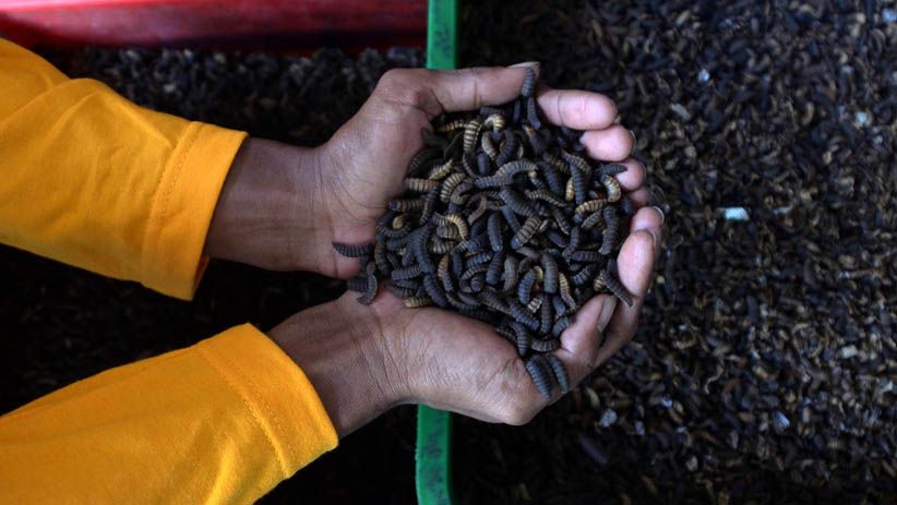 Surabaya Gunakan Teknologi Ulat untuk Pengolahan Sampah Organik - Bagian 1