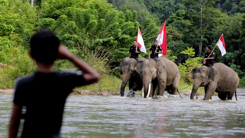 Gajah-Gajah Sumatera Kibarkan Bendera Merah Putih di Aceh - Bagian 2